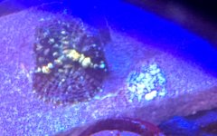 IMG_3579.jpeg