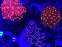 IMG_0868.jpg