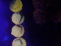 IMG_1103.jpeg