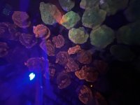 IMG_1104.jpeg
