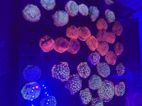 IMG_0396.jpeg