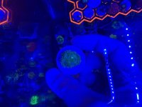 IMG_9333.jpeg