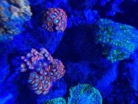 IMG_2477.jpeg