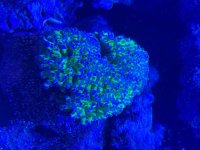 IMG_2478.jpeg