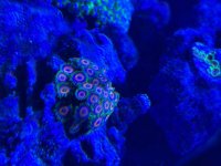 IMG_2482.jpeg
