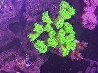 IMG_0450.jpeg