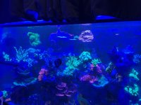IMG_3266.jpeg