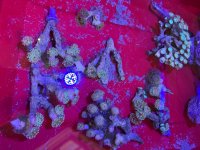IMG_7055.jpeg
