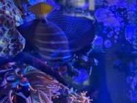 IMG_0116.jpeg