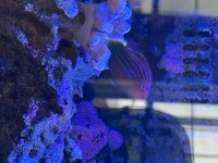 IMG_0118.jpeg