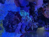 IMG_0123.jpeg