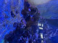 IMG_0125.jpeg