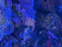 IMG_0128.jpeg