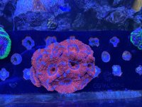 IMG_1833.jpeg
