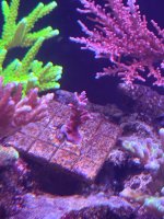 IMG_0796.jpeg