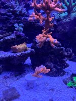 IMG_0795.jpeg