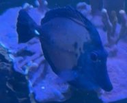 koi tang.jpg