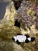 IMG_1801.jpeg
