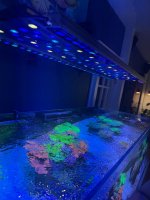 IMG_0534.jpeg