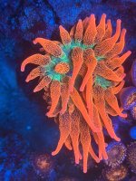 IMG_3452.jpeg