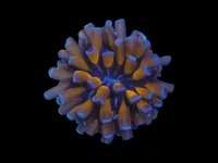 DSCN2520.webp