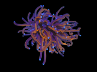 DSCN2497-Photoroom.png