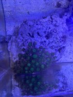 IMG_9256.jpeg