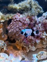 IMG_2039.jpeg