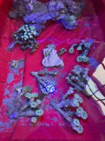 IMG_7418.jpeg