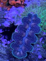 IMG_3334.jpeg