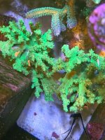 leathercoral.jpg