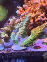 IMG_9198.jpeg