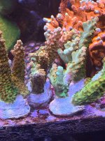 IMG_9197.jpeg