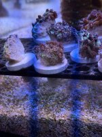 IMG_9371.jpeg