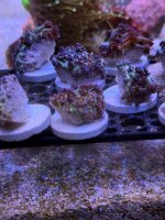 IMG_9369.jpeg