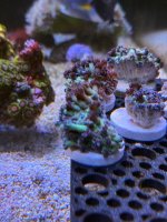 IMG_9367.jpeg