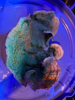 IMG_0670.jpeg