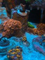 IMG_1266.jpeg