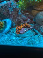 IMG_1267.jpeg