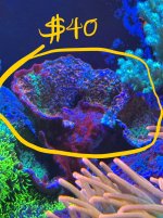 IMG_9423.jpeg