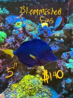 IMG_9438.jpeg