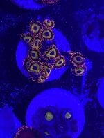 IMG_1136.jpg