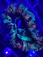 IMG_1135.jpg