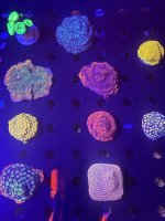 IMG_0160.jpeg
