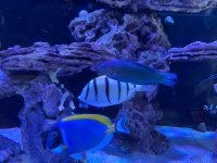IMG_2142.jpeg