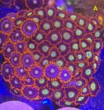 ZOA,Garden 2.jpg
