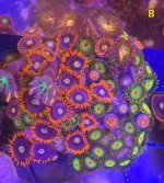 Zoa,Garden 1.jpg