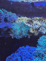 IMG_2456.jpeg