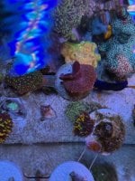 IMG_2229.jpeg