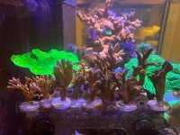 IMG_5195.jpeg